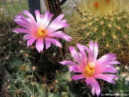 Coryphantha macromeris ssp. macromeris